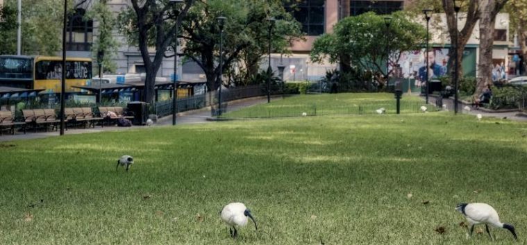 Sydney CBD in Lockdown #5