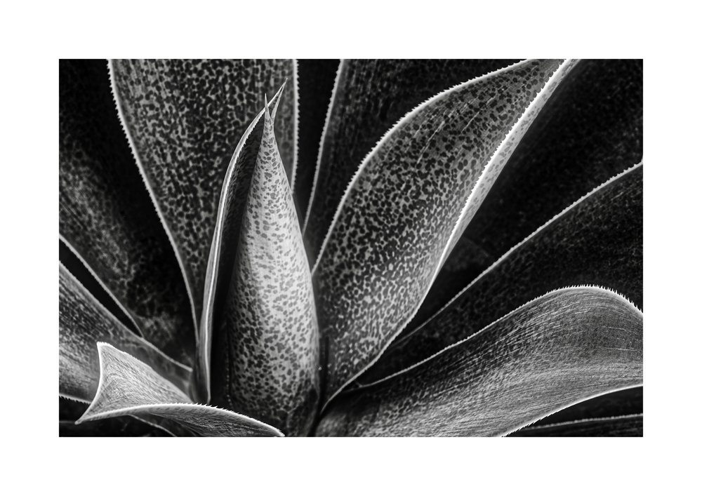 Backyard Flora
